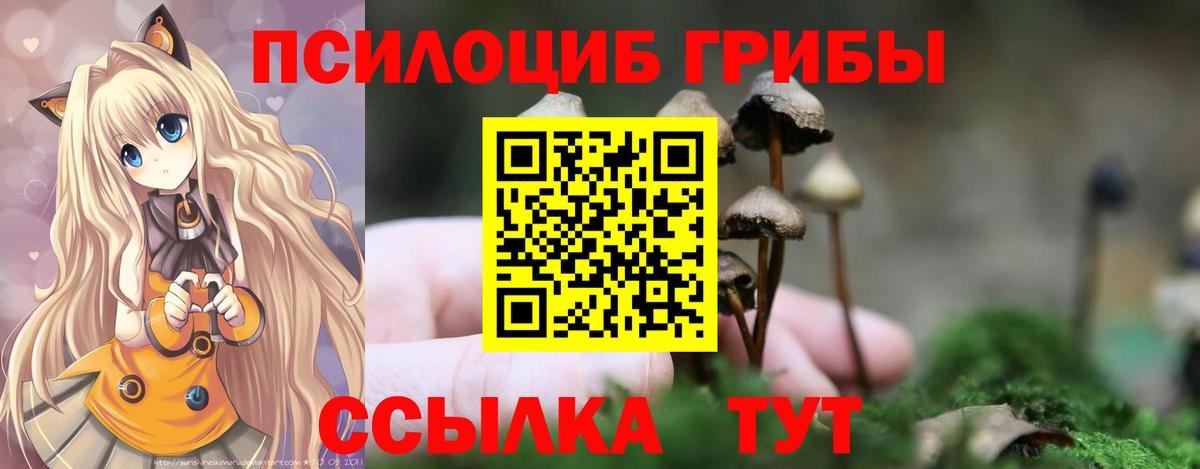 Псилоцибиновые грибы Psilocybe Великие Луки